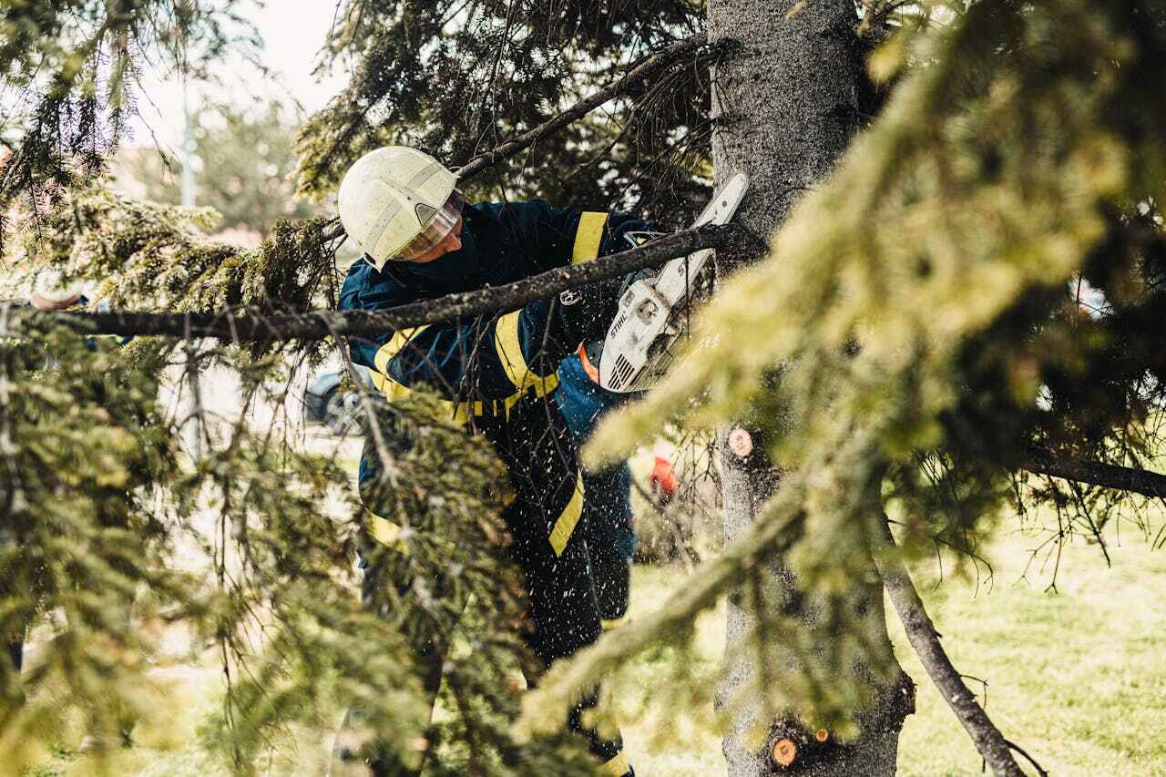 Best Tree Cutting Near Me  in East Grand Forks, MN